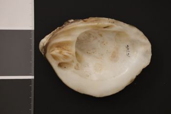 Media type: image;   Malacology 167116 Description: Preserved specimen.;